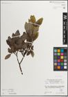 Foto von Salix mielichhoferi Saut. x Salix myrsinifolia Salisb.